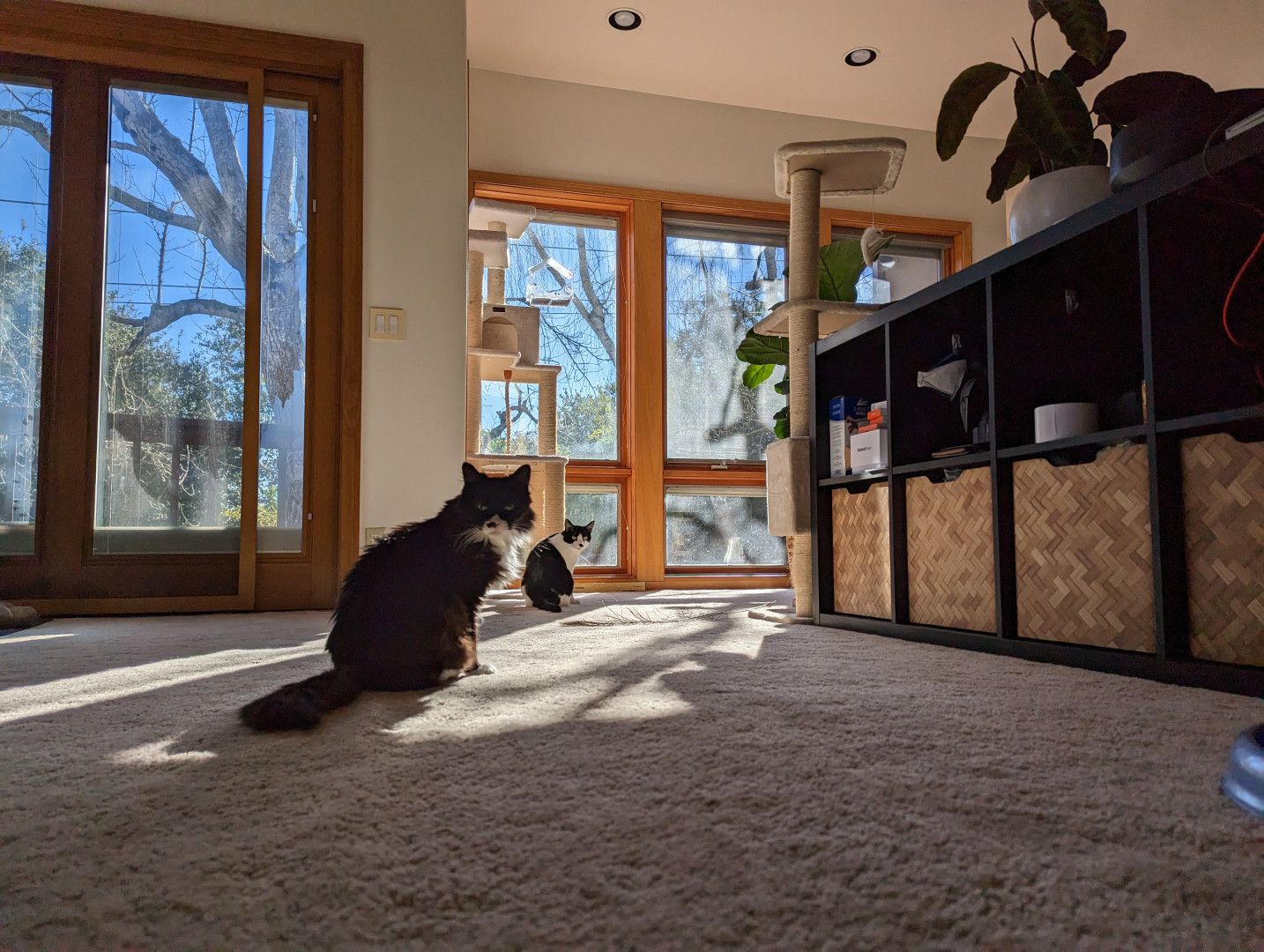 A photo taken at floor level inside Josh's house, with Pico-cat and Cat Astra both staring at the camera from their respective spots in the sun.