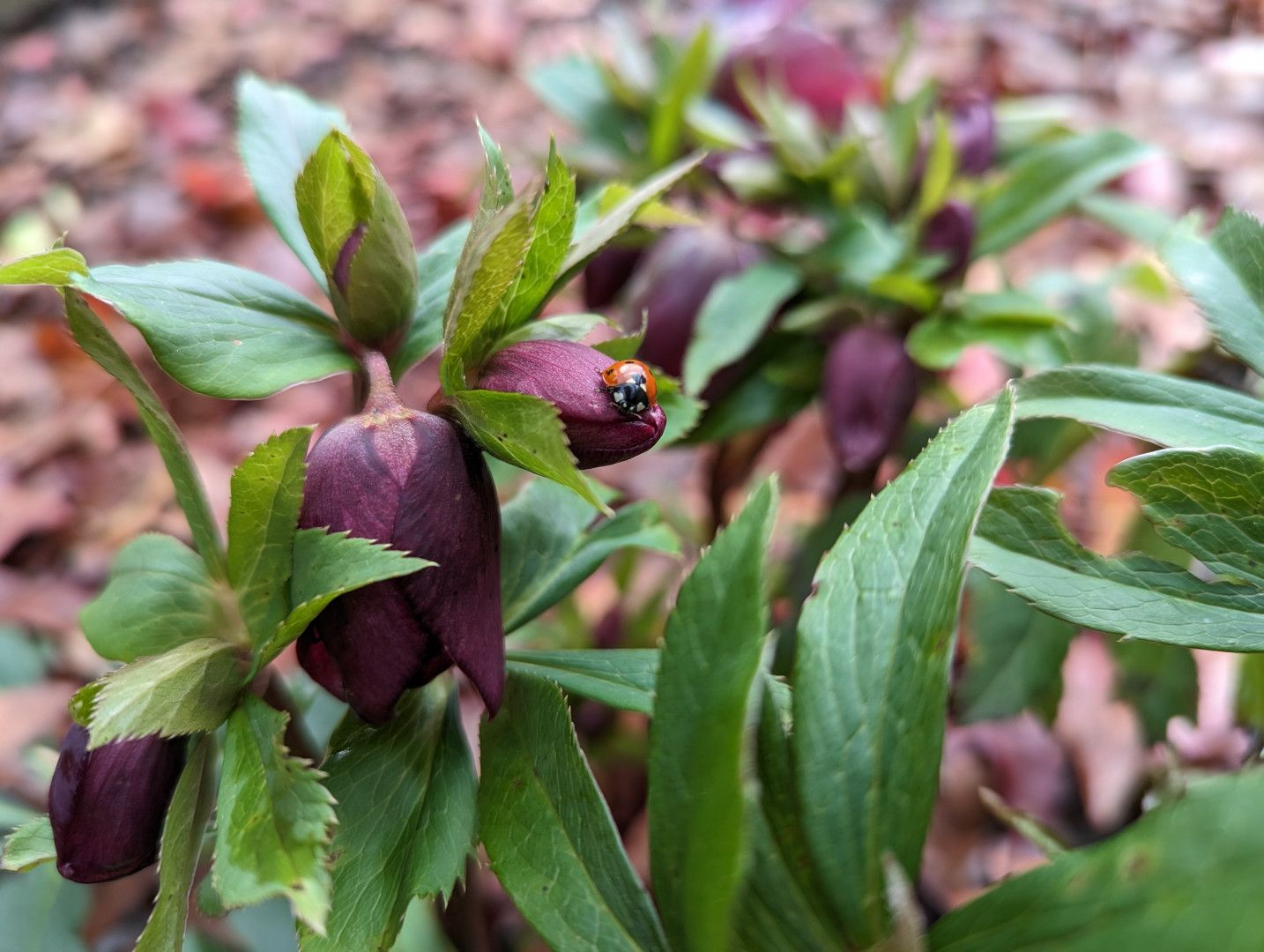 A photo of helleborus orientalis, aka Lenten rose, a plant with mid-sized pointed and serrated green leaves featuring maroon flowers... and a lady bug!