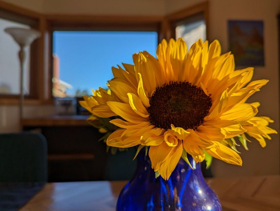 Sunflowers in a blue vase on a table, with a window revealing bright blue skies. The sunflower is illuminated by morning sun.